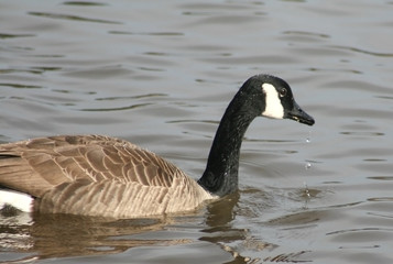 Canadian Goose in a Lake