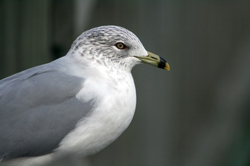 Seagull sitting on a bridge