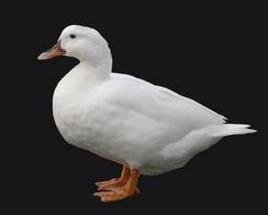Obraz premium White duck with black background