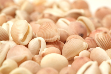 Sea shells on a white background   