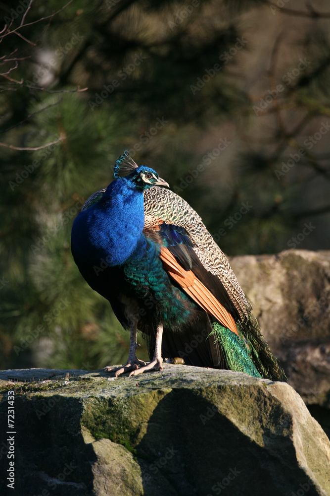 Canvas Prints blauer pfau