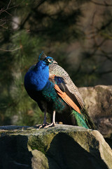 Fototapeta premium Blauer Pfau