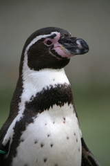 Obraz premium Humboldt-Pinguin