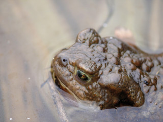 Frog sitting in water. Spring. Village.