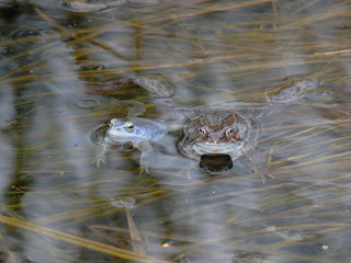 Two frogs sitting in water. Spring. Village.