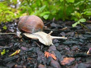 schnecke 1