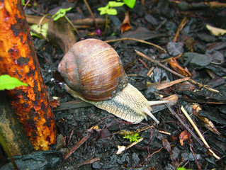 schnecke 2