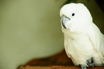 parrot