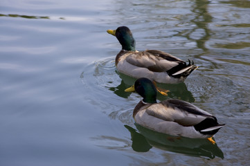 mallard duck pals