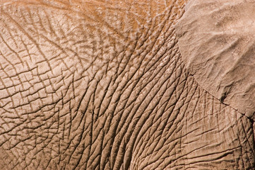 Elephant skin detail.