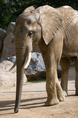 Elefant III
