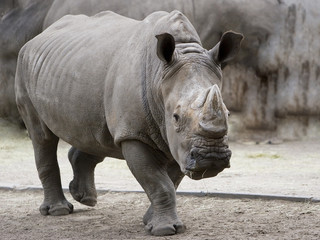 Fototapeta premium Nashorn II