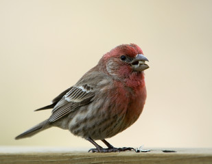 Male House Finch feeding on a deck rail