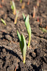 Green sprouts