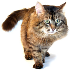 The brown cat  on a white background.