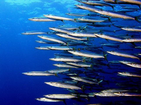 Barracuda-Schwarm (Sphyraenidae)