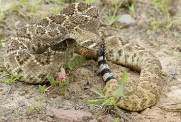 Snake-Western diamondback rattlesnake