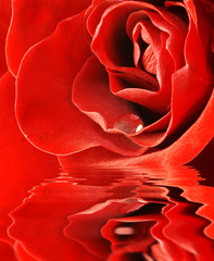 close up shot of red rose