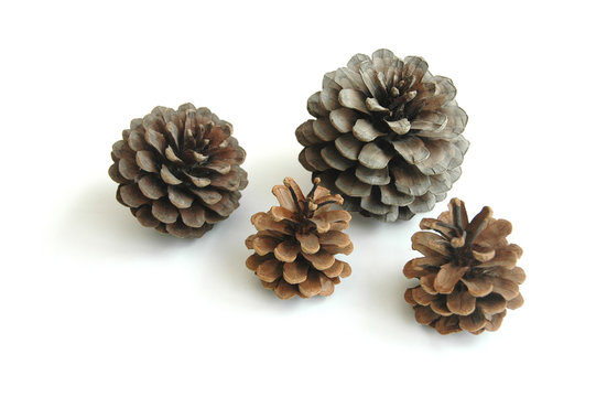 pommes de pin