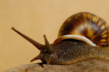 Terrestrial Snail (Anthinus turnix)