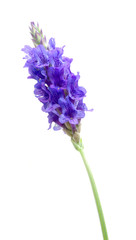 Obraz premium Lavender closeup