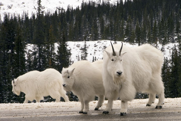 122 Mountain Goats
