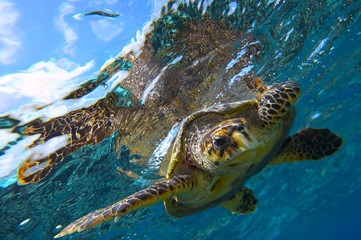 Fototapeta premium żółw morski