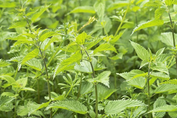Obraz premium stinging nettles