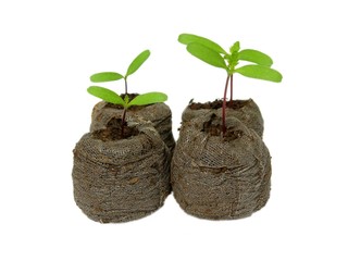 Tagetes Keimlinge
