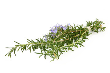 Rosemary