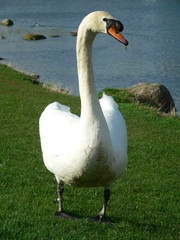 Standing swan
