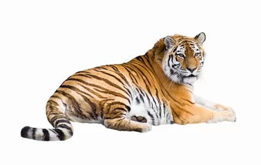 Abwaschbare Fototapete Tiger Sibirischer Tiger Ausschnitt