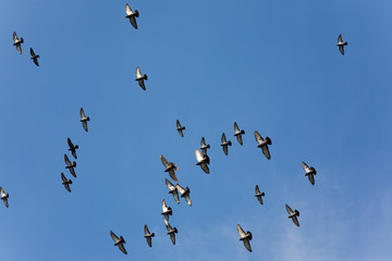 Flight