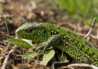 lizard on the grass 