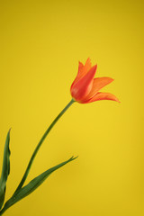 orange tulip on the yellow background