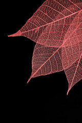 THe veins in a leaf.