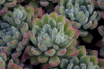 Fuzzy Succulent Plant