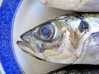 Mackerel head view