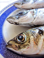 three mackerel fish