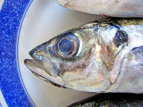 Mackerel head view