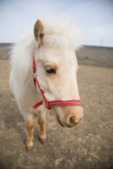 Obraz premium Portrait of a sad white horse