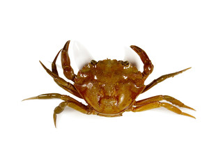 Crab top view