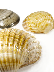 Three cokle seashells