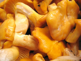 edible mushrooms background