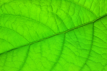 Naklejka na ściany i meble structure of green leaf