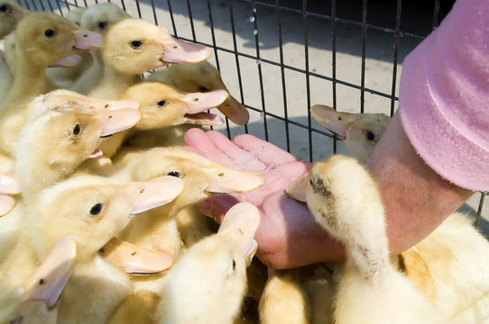 Hand feeding baby ducks