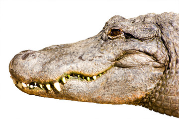 Alligator head isolated on white