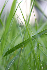 green grass macro