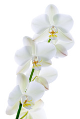 Naklejka na ściany i meble Czysta orchidea.