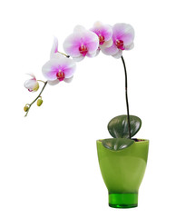 Isolated orchid on a green porcelain pot